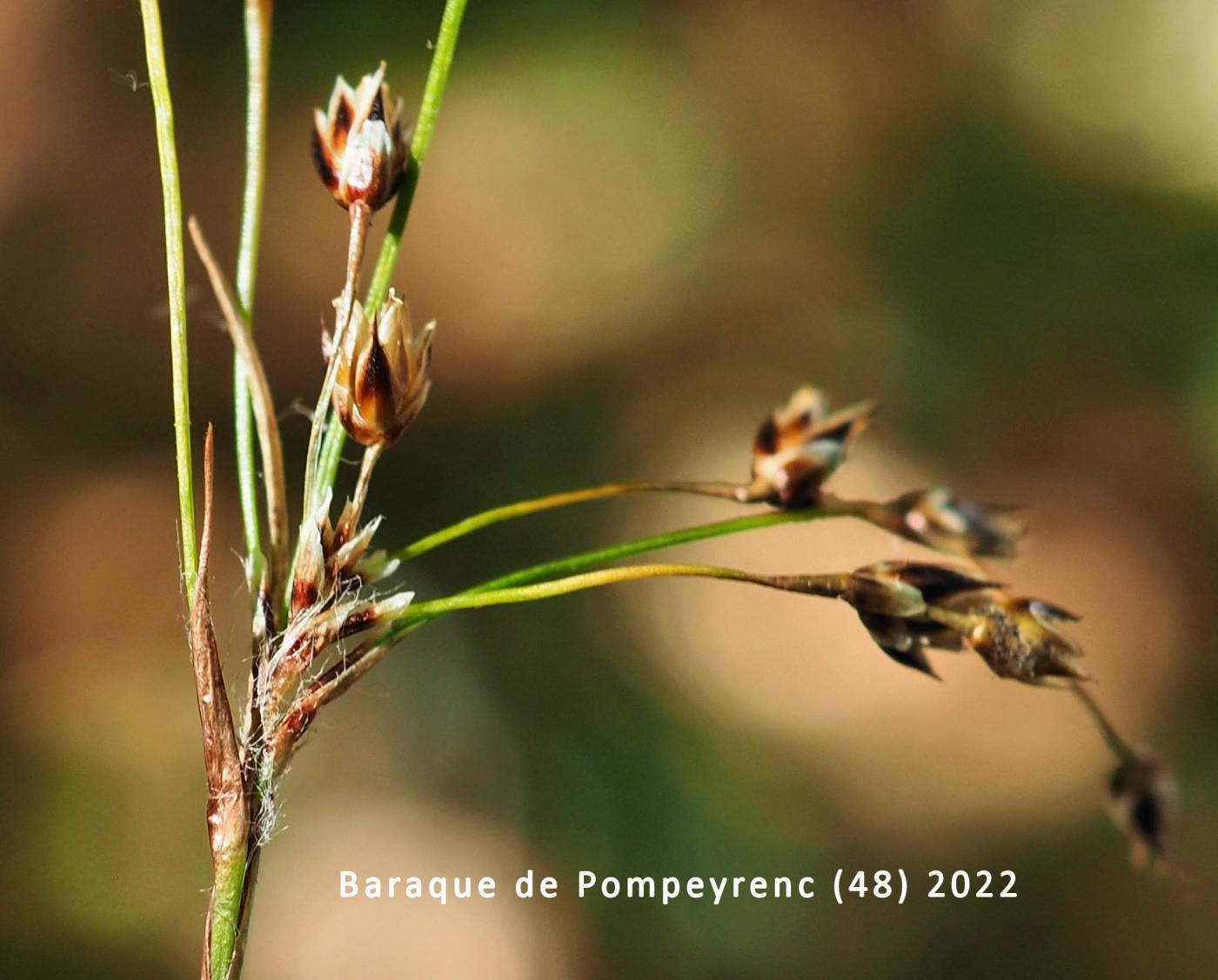 Woodrush, Lesser Hairy flower